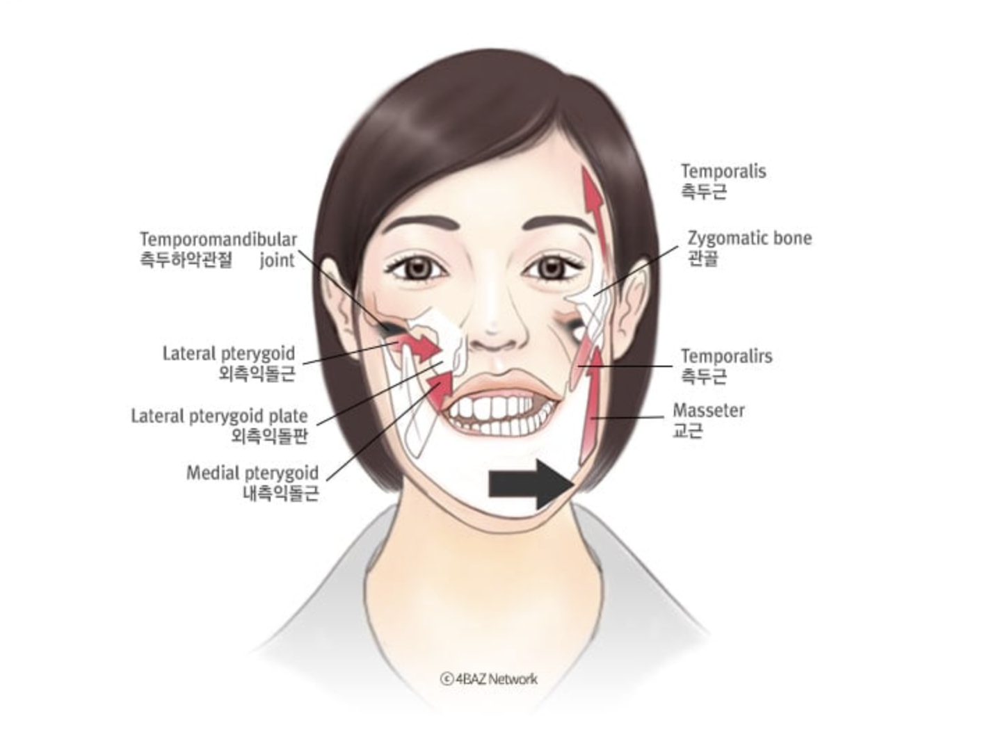 하악만 회전 유형